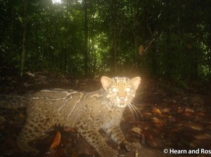 Menguak Si Langka Kucing Batu di Pedalaman Hutan Kalimantan