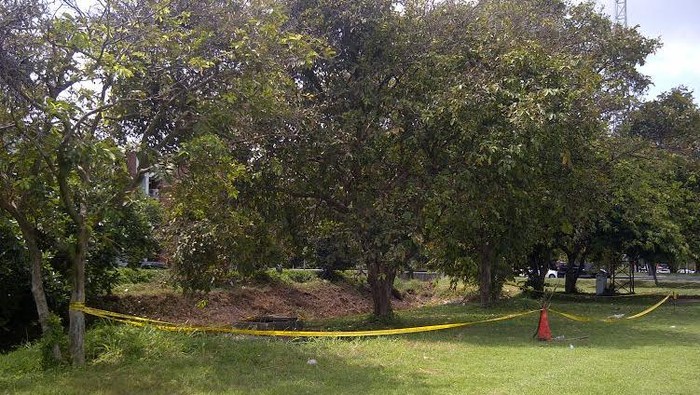 Saksi: Saya Kira Patung di Pohon, Ternyata Orang Bule Bunuh Diri