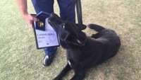 Anjing polisi NSW dari jenis German shepherd, Ulrich dinobatkan secara resmi sebagai penerima penghargaan Service Dog Award dalam acara Penghargaan Anjing Pahlawan atau Canine Hero Awards. Ulrich telah berjasa membantu polisi melacak jejak pria berusia 86 tahun yang dilaporkan hilang dari rumah Sakit Maitland pada Bulan Maret 2015. (Foto: Australia Plus ABC)