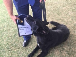 Temukan Lansia di Jurang, Anjing Ini Dinobatkan Sebagai Anjing Pahlawan