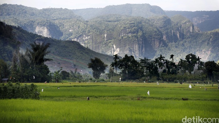 Hamparan Sawah. 
dikhy sasra/ilustrasi/detikfoto