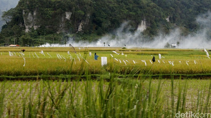 Hamparan Sawah. 
dikhy sasra/ilustrasi/detikfoto