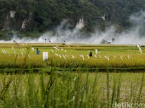 Sukabumi Targetkan Tanam Padi 216 Ribu Hektare di 2025