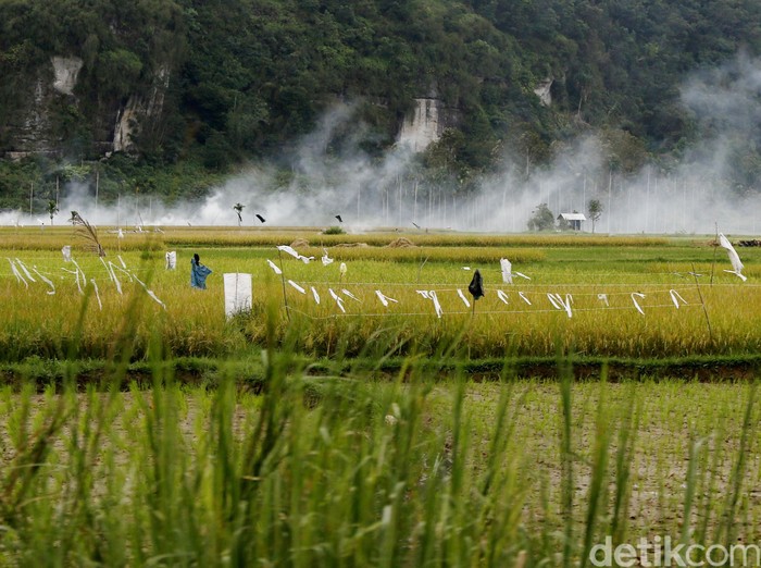 Hamparan Sawah. 
dikhy sasra/ilustrasi/detikfoto