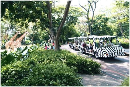 hewan langka yang ada di singapura Wisata Flora dan Fauna yang Nyaman di Singapura hewan langka yang ada di singapura Wisata Flora dan Fauna yang Nyaman di Singapura