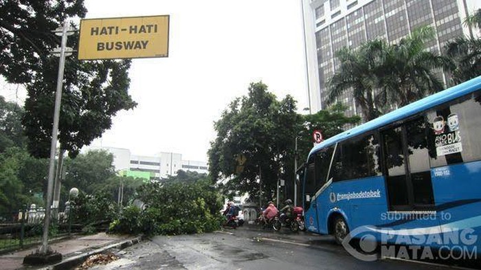 Ada Pohon Tumbang di Dekat Masjid Istiqlal, Jalur TransJ Tertutup