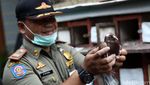 Razia dan Pemusnahan Unggas