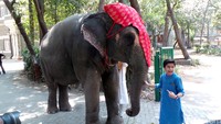 Aktor cilik keturunan India itu juga bermain-main bersama gajah.