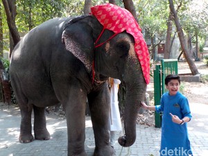 Neel Sethi Alami Kesulitan Saat Beradegan dengan Bison