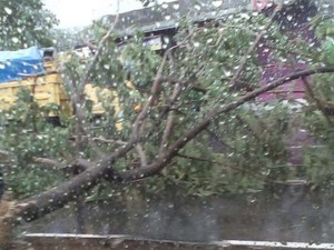 Pohon Tumbang di Rel Antara Tangerang-Taman Kota, KRL Sempat Tertahan