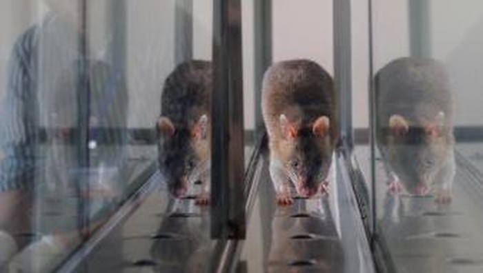 Tikus untuk deteksi TB Tanzania, Morogoro, Morogoro University, the Apopo detection rat technology for anti-personnel mines, training for using sniffer rats to detect TNT or Tuberculosis