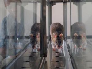 Di Afrika, Tikus Raksasa Dilatih untuk Deteksi TB di Penjara