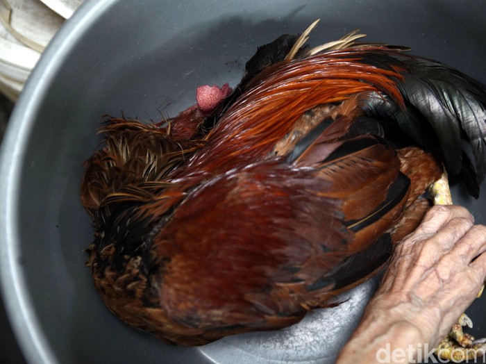 Virus Flu Burung Masih Jadi Ancaman Di Indonesia Ini Data Datanya