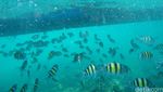 Risers Nikmati Keindahan Bawah Laut Pahawang