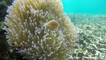 Risers Nikmati Keindahan Bawah Laut Pahawang