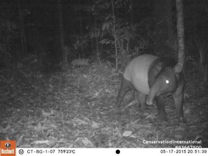 Penampakan Tapir yang Hampir Punah di Taman Nasional Batang Gadis