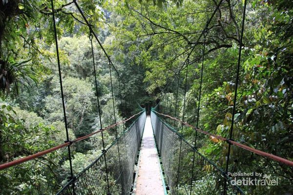Jembatan di Taman Nasional Gunung Gede Pangrango