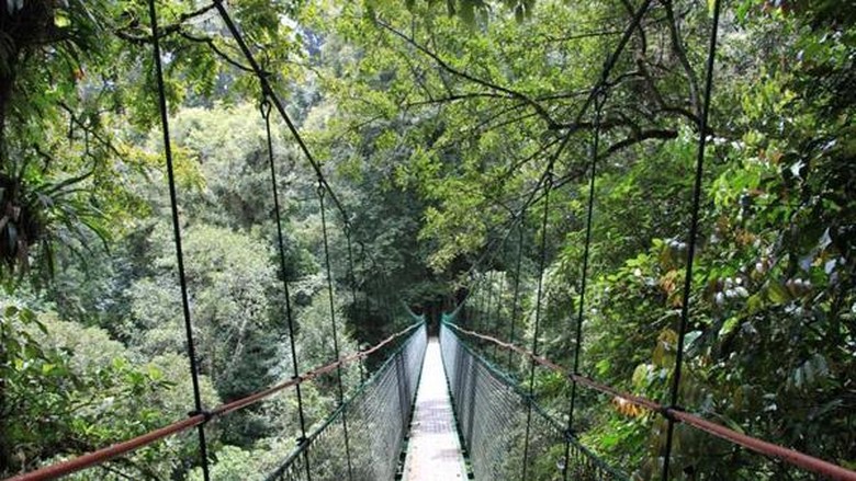  Kanopi  Hutan  Hujan Tropis canopi murah