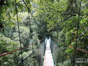 3 Jembatan Kanopi Keren dari Indonesia