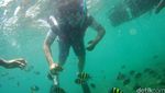 Risers Nikmati Keindahan Bawah Laut Pahawang