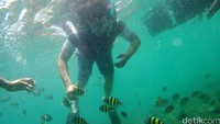 Risers melihat pemandangan bawah laut Pulau Pahawang.