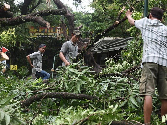 Akibat Hujan Deras di Jakarta, Beberapa Pohon Tumbang