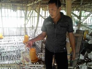 La Nina Ancam Unggas Terserang Penyakit di Jatim
