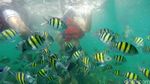 Risers Nikmati Keindahan Bawah Laut Pahawang