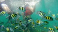 Risers menikmati keindahan bawah laut Pulau Pahawang.
