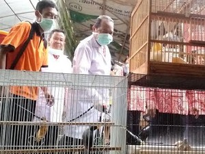 Mei: Jejak Flu Burung Masih Mengancam di Indonesia