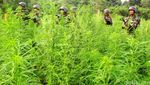 Penampakan Ladang Ganja yang Dimusnahkan Kapolri