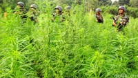 Selama 10 hari menggelar operasi melalui udara ataupun darat, polisi menemukan ladang ganja seluas 189,5 hektare.