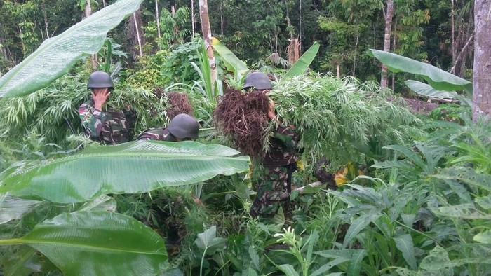 Satgas Pamtas TNI Temukan Ladang Ganja di Perbatasan Papua New Guinea