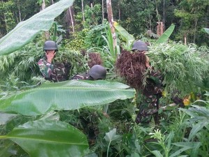 Satgas Pamtas TNI Temukan Ladang Ganja di Perbatasan Papua New Guinea
