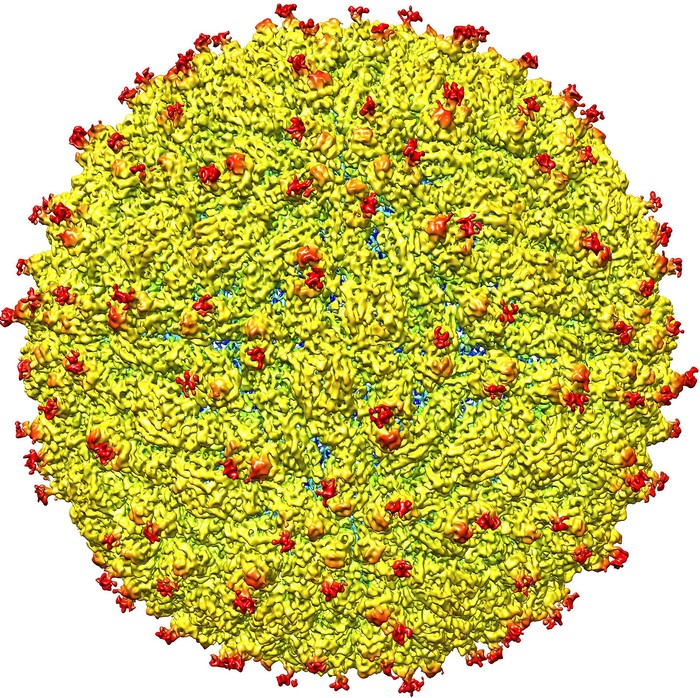 Wajah Zika Terungkap, Begini Penampakan si Virus