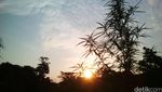 Penampakan Ladang Ganja yang Dimusnahkan Kapolri