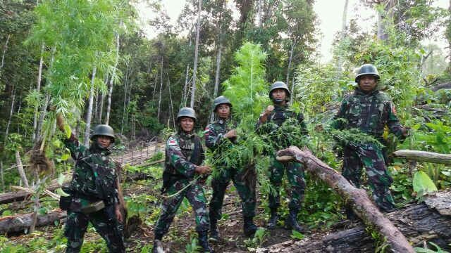 Satgas Pamtas Tni Temukan Ladang Ganja Di Perbatasan Papua New Guinea