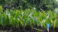Sungai Pute mengalir di sela pegunungan karst Rammang-rammang di Kabupaten Maros, Sulawesi Selatan. Uniknya, di sisi kiri dan kanan sungai tak sedikit yang dipasangi rambu lalu lintas layaknya jalan raya di darat (Kurnia/detikTravel)