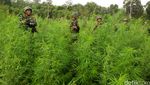 Penampakan Ladang Ganja yang Dimusnahkan Kapolri