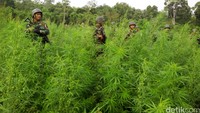 Pemusnahan ladang ganja ini dalam rangka operasi berantas sindikat narkoba (Operasi Bersinar) sesuai dengan perintah Presiden Jokowi.