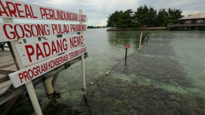 Dulu Perusak, Kini Pelestari Terumbu Karang di Pulau Pramuka