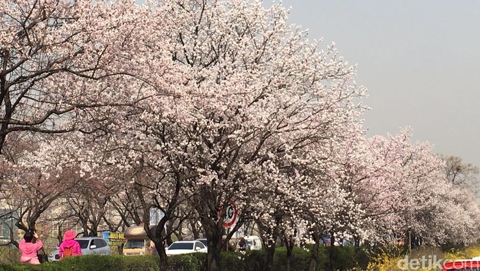 Wisata 7 Hari Lihat Sakura Mekar di Korea Mulai Rp 9,6 Juta di GATF