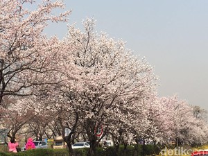 Wisata 7 Hari Lihat Sakura Mekar di Korea Mulai Rp 9,6 Juta di GATF