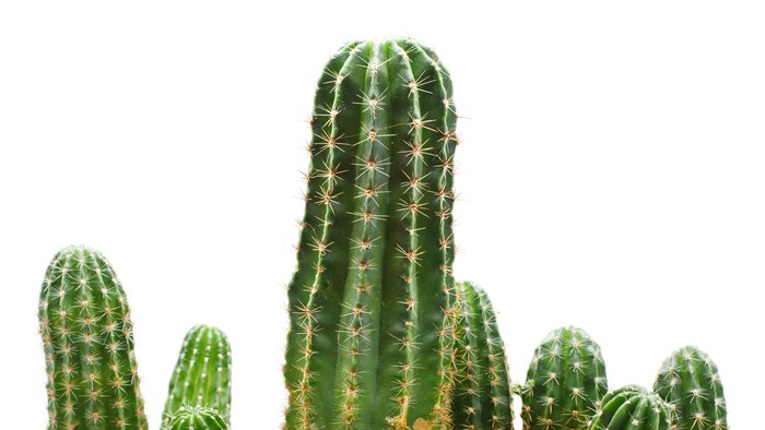 kaktus