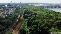 Berjarak sekian meter di belakang hutan mangrove, terlihat deretan rumah-rumah. Tri Aljumanto/detikTV.