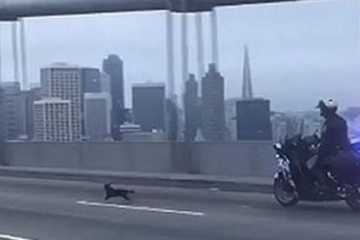 Kabur, Anjing Chihuahua Ini Paksa Polisi Mengejarnya di Jembatan 4 Jalur