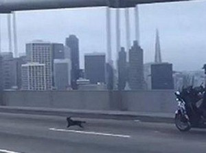 Kabur, Anjing Chihuahua Ini Paksa Polisi Mengejarnya di Jembatan 4 Jalur