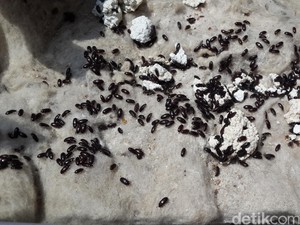 Serangga Kini Populer Jadi Bahan Makanan, Semut Jepang Juga Termasuk
