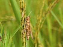 6 Hama Tanaman Padi di Musim Hujan dan Pengendaliannya