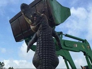 Monster Buaya 4,5 Meter di Florida Ditembak Usai Memangsa Sapi